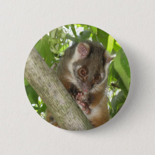 Possum In A Tree 6 Cm Round Badge