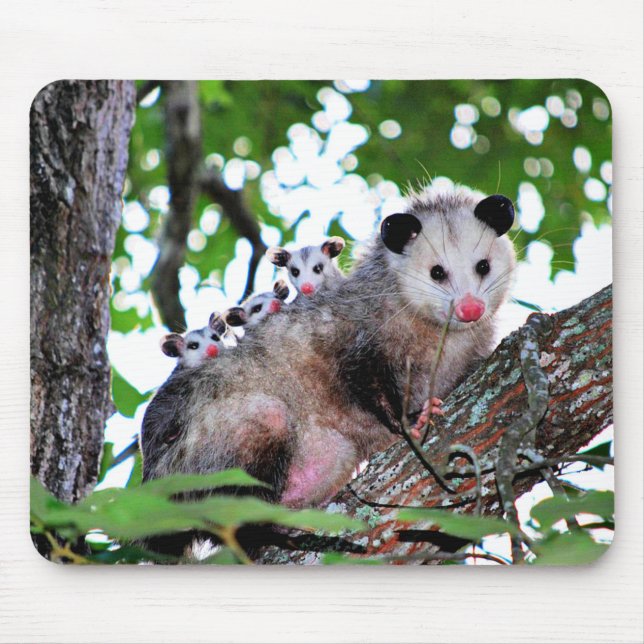 Possum, mama and babies mouse pad (Front)