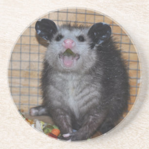 Possum on a coaster