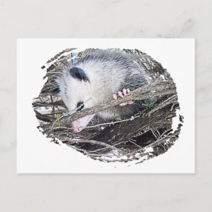 Possum Opossum Postcard