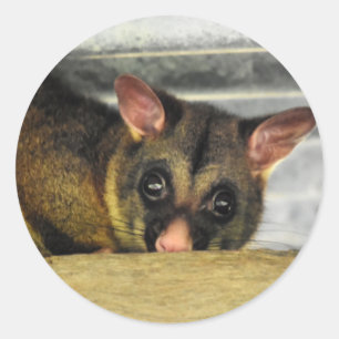 POSSUM QUEENLAND AUSTRALIA CLASSIC ROUND STICKER