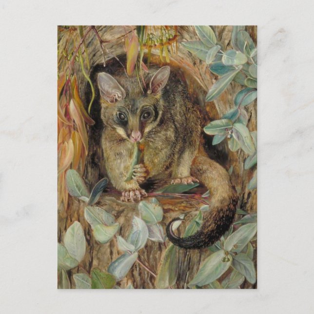 Possum up a Gum Tree by Marianne North Postcard (Front)