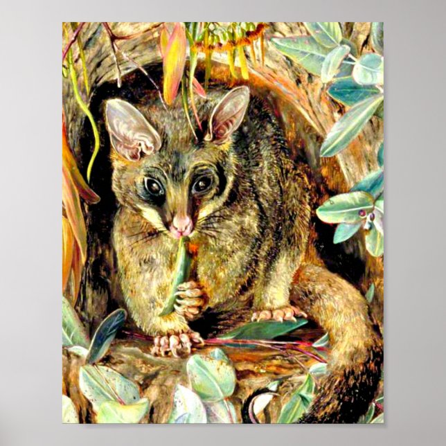 Possum up a Gum Tree Poster (Front)