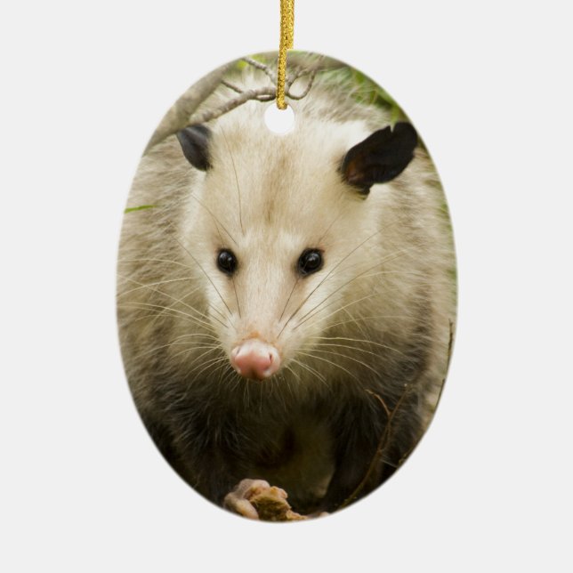Possums are Pretty - Opossum Didelphimorphia Ceramic Tree Decoration (Front)