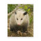 Possums are Pretty - Opossum Didelphimorphia