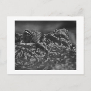 POST CARD American Alligator - North Carolina