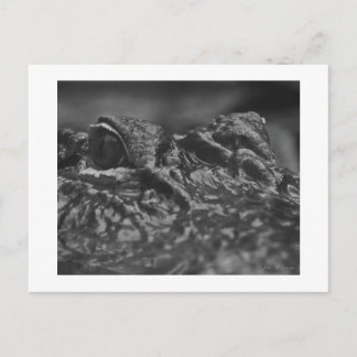 POST CARD American Alligator - North Carolina