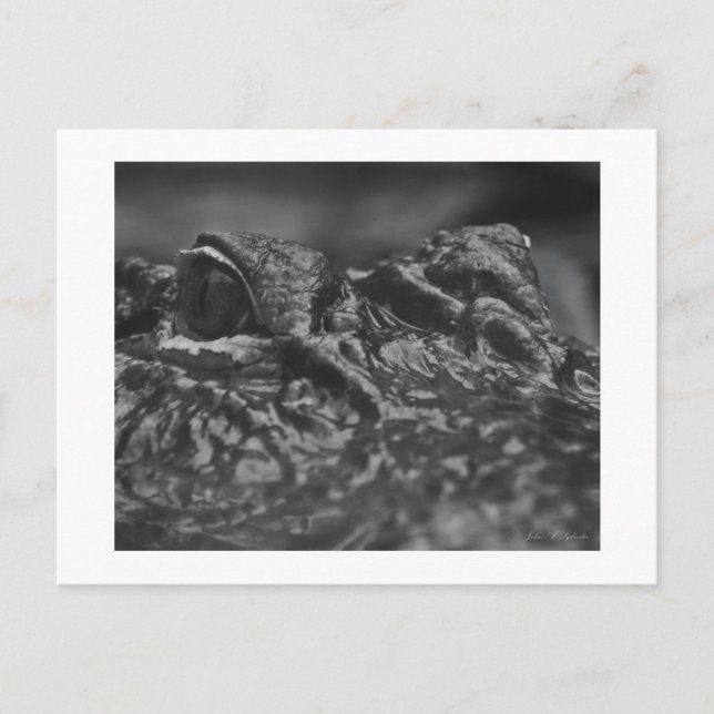 POST CARD American Alligator - North Carolina (Front)