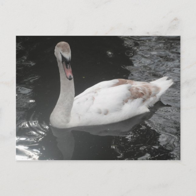 Post Card Baby Swan Swimming (Front)