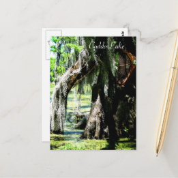 Post Card - Cypress Fan