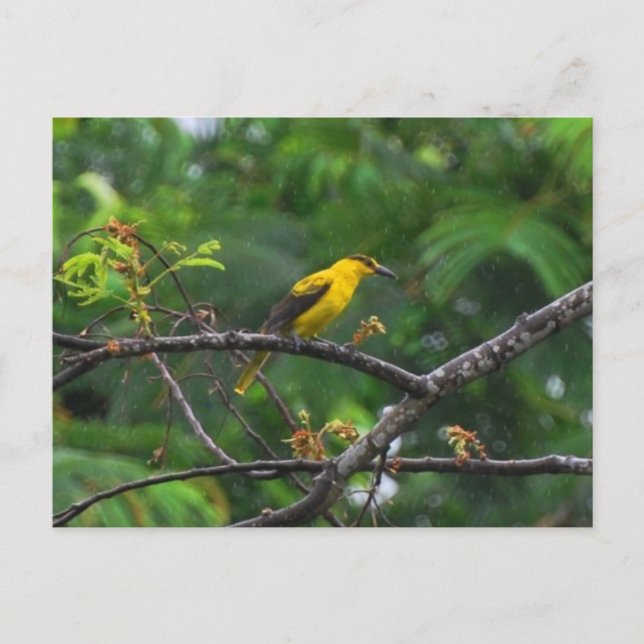 Post card photo of Black naped oriole in the rain. (Front)