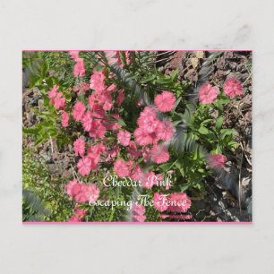 Post Card, Size: Standard Postcard, Paper: Matte, Postcard