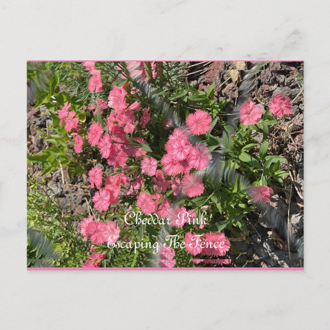 Post Card, Size: Standard Postcard, Paper: Matte,  Postcard (Front)