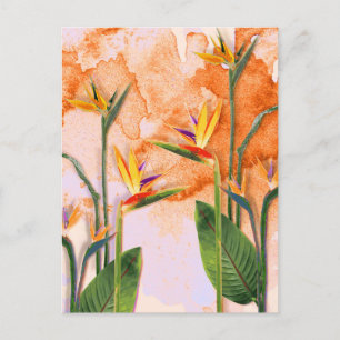 Postal Birds of Paradise in Bloom Holiday Postcard