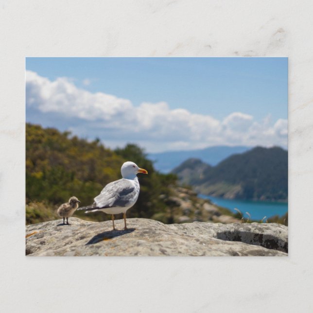 Postal gulls in the Cíes Islands Postcard (Front)