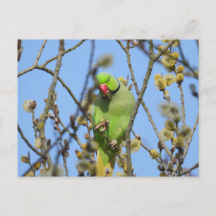 Postcard