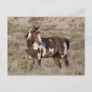  POSTCARD