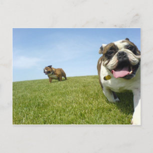 Postcard