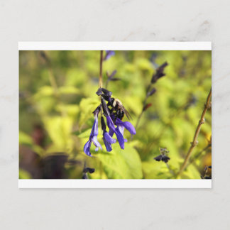 Postcard