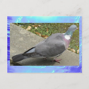 Postcard - A Pigeon