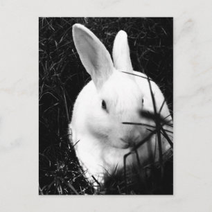 Postcard-Animals-26 Postcard