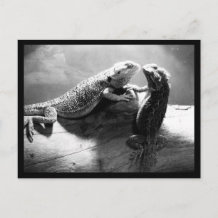 Postcard-Animals-33 Postcard