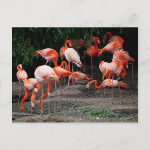 Postcard-Animals-Pink Flamingos Postcard