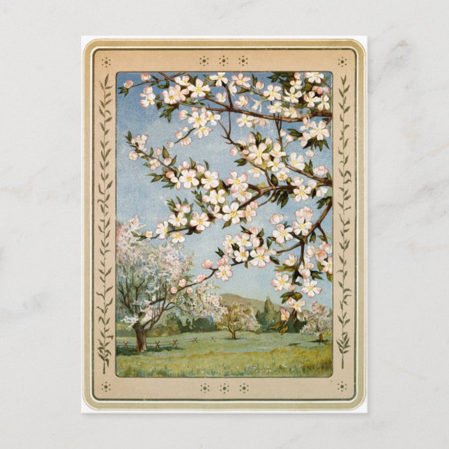 Postcard - Apple Blossoms (Front)