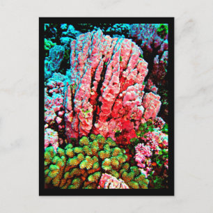 Postcard-Aquatic Gallery-7 Postcard