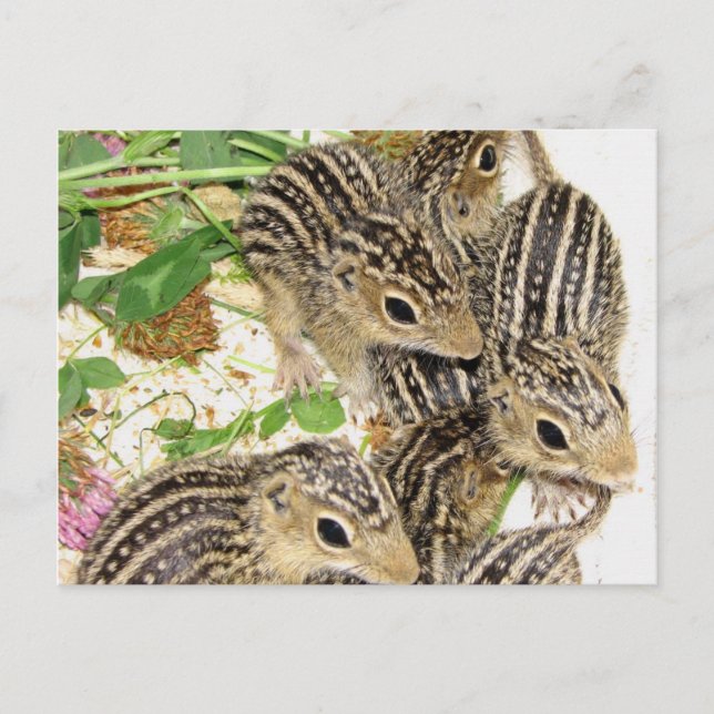 Postcard - baby 13-line ground squirrels, Illinois (Front)