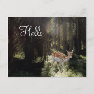 Postcard Baby Fawn in Morning Sunbeam Forest