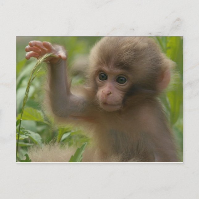 Postcard - Baby Snow Monkey (Front)