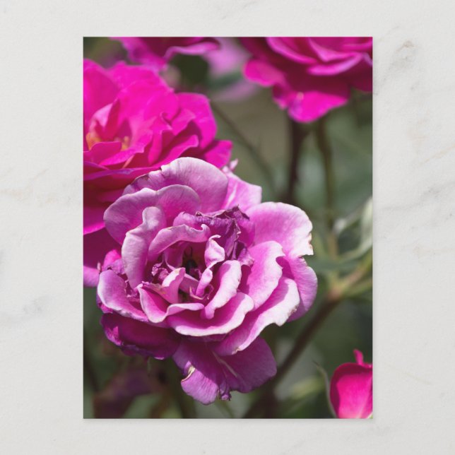 Postcard Beautiful Roses Photography (Front)