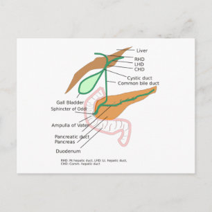 Postcard Biliary System Diagram Chart Gall Bladder
