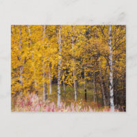 postcard, Birch Trees in the Fall, Alaska