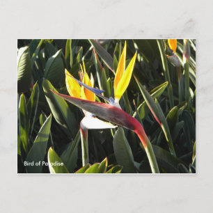 Postcard, Bird of Paradise Postcard