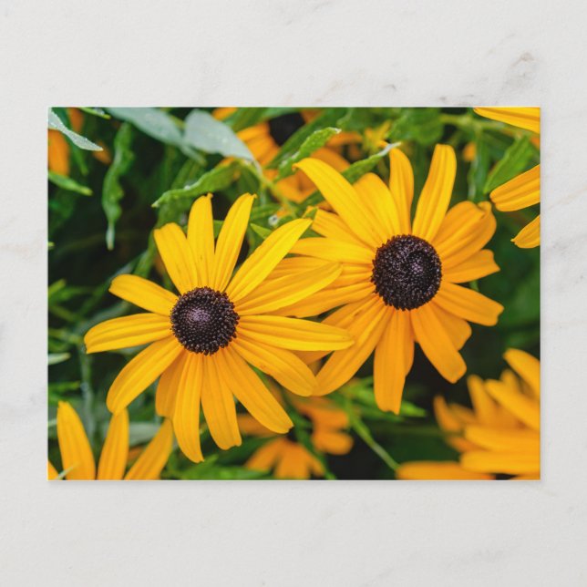 Postcard - Black-eyed Susan (Front)