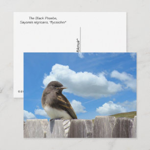 Postcard - Black Phoebe on Fence