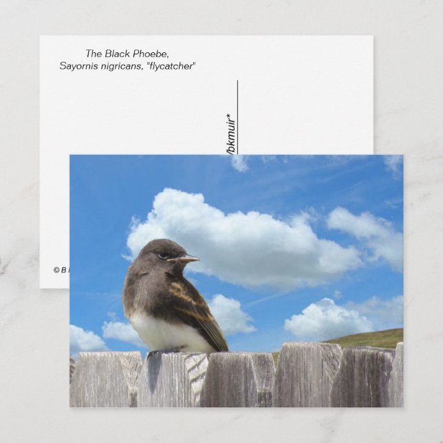 Postcard - Black Phoebe on Fence (Front/Back)