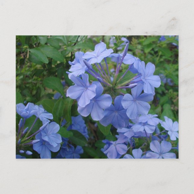 Postcard - Blue Flowers (Front)