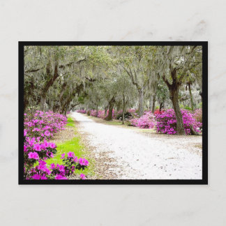 Postcard - Bonaventure Azaleas