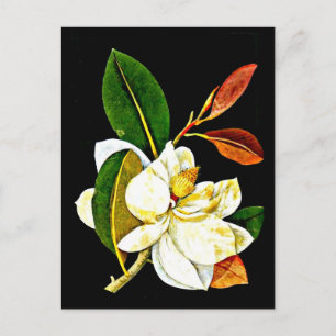 Postcard-Botanical Art-Mary Delany 1 Postcard