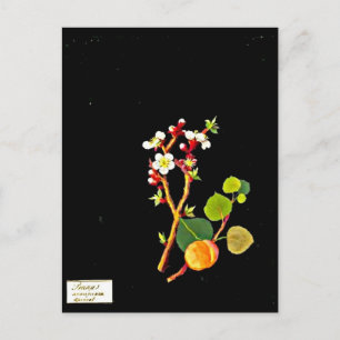 Postcard-Botanical Art-Mary Delany 9 Postcard