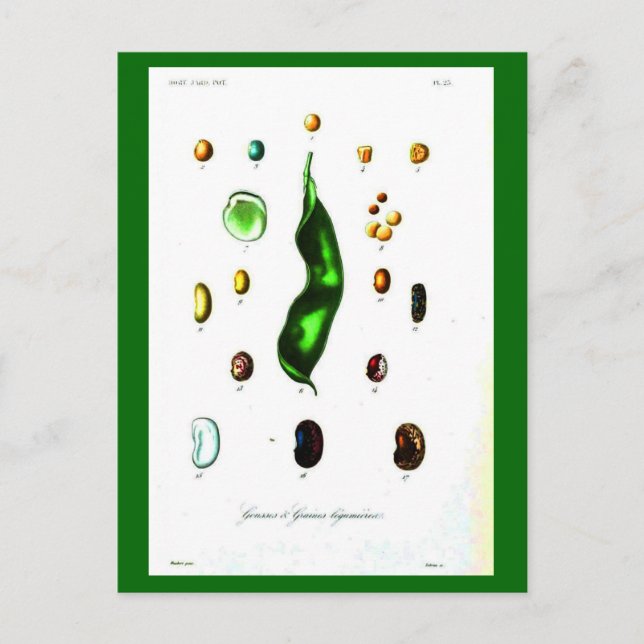 Postcard-Botanicals-Beans Postcard (Front)