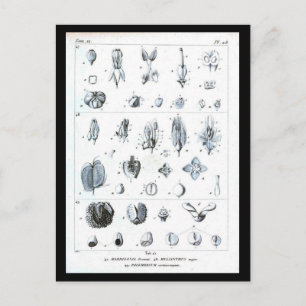 Postcard-Botanicals-Botanical chart Postcard