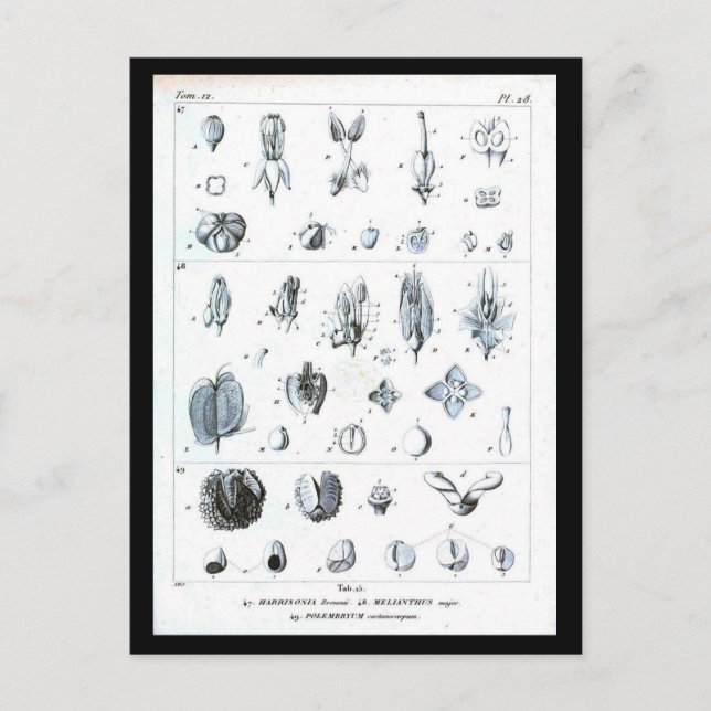 Postcard-Botanicals-Botanical chart Postcard (Front)