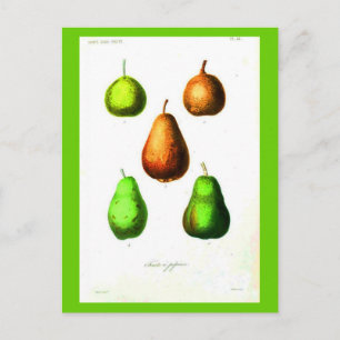 Postcard-Botanicals-Pears 2 Postcard