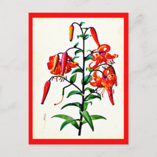 Postcard-Botanicals-Pierre Joseph Redoute 4 Postcard