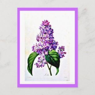 Postcard-Botanicals-Pierre Joseph Redoute 8 Postcard