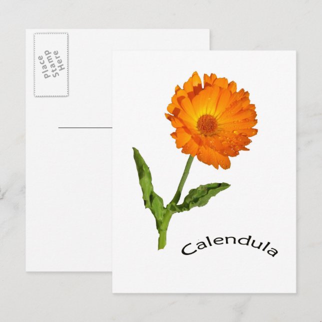 Postcard - Calendula (Front/Back)